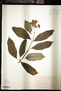 Media resource of Hydrangea davidii