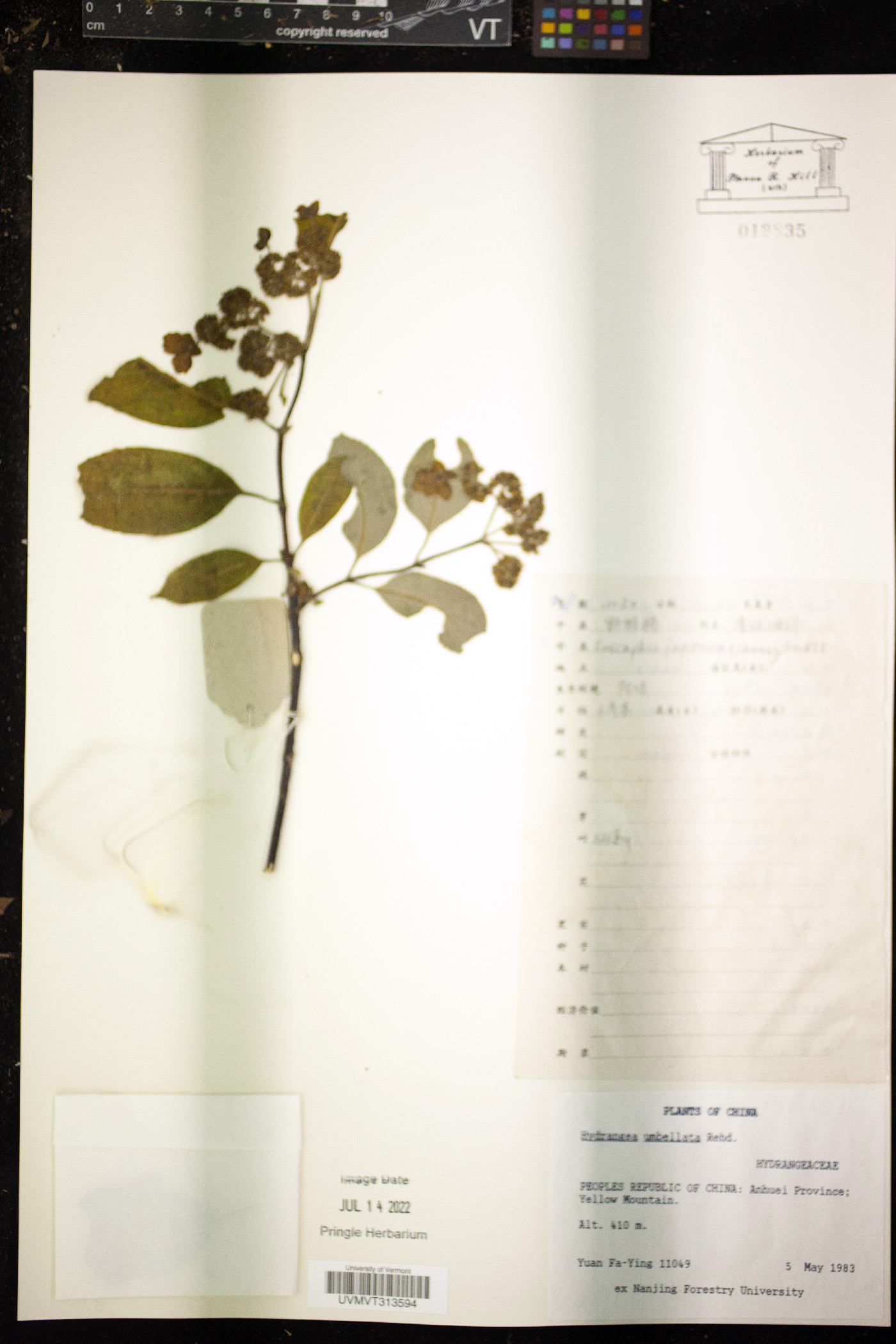 Hydrangea umbellata image