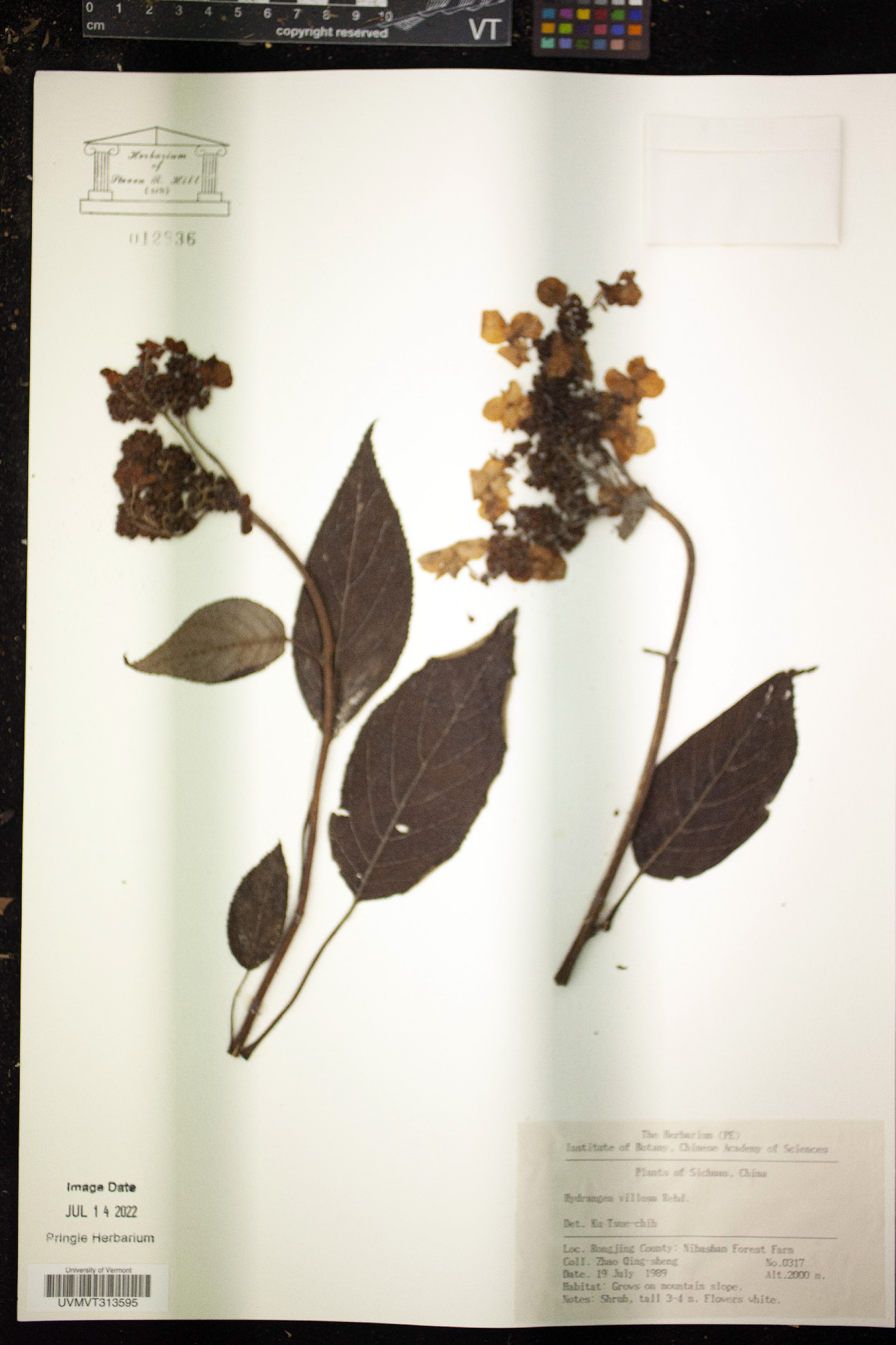 Hydrangea villosa image