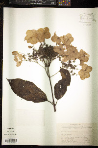 Hydrangea xanthoneura image