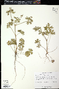 Geranium dissectum image