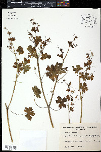 Geranium phaeum image