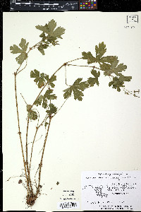 Geranium pusillum image