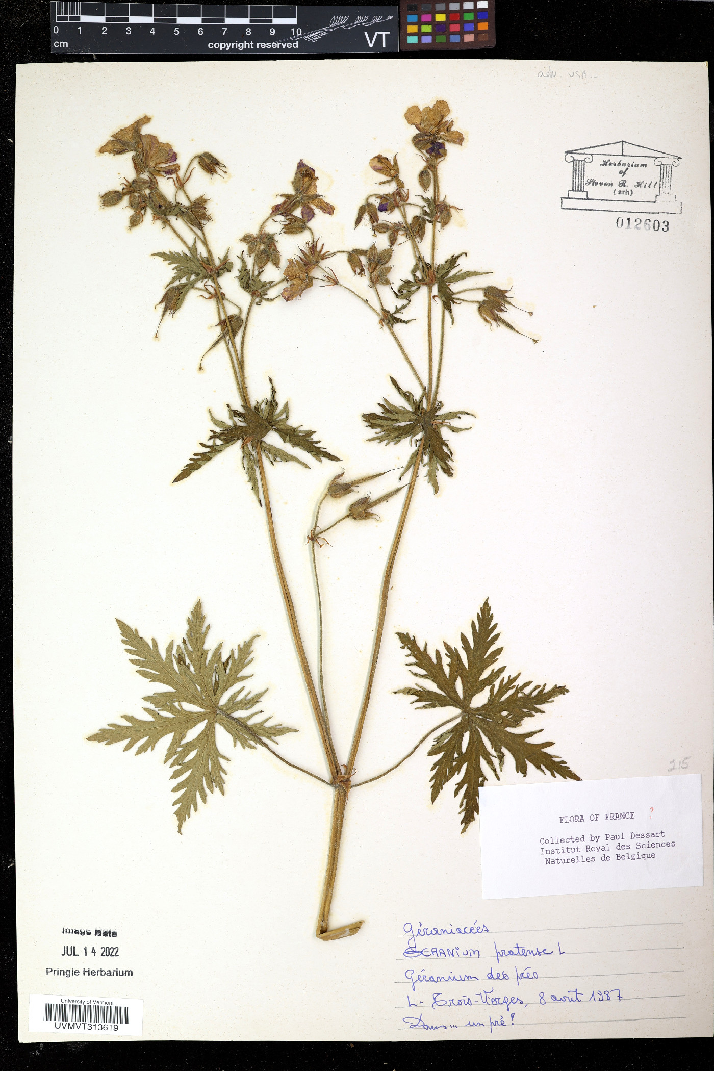 Geranium sanguineum image