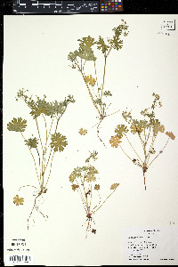 Geranium texanum image