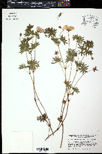 Pelargonium capitatum image