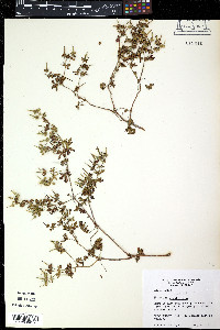 Pelargonium x hortorum image