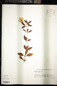 Achimenes longiflora image