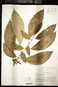 Media resource of Glossoloma pycnosuzygium