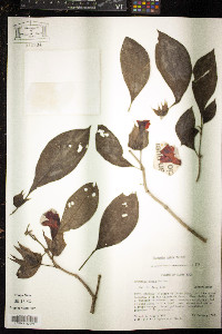 Drymonia rubra image