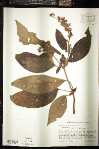 Kohleria spicata image