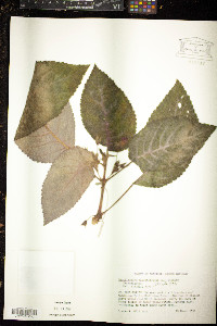 Nautilocalyx melittifolius image