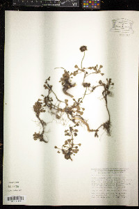 Globularia cordifolia image