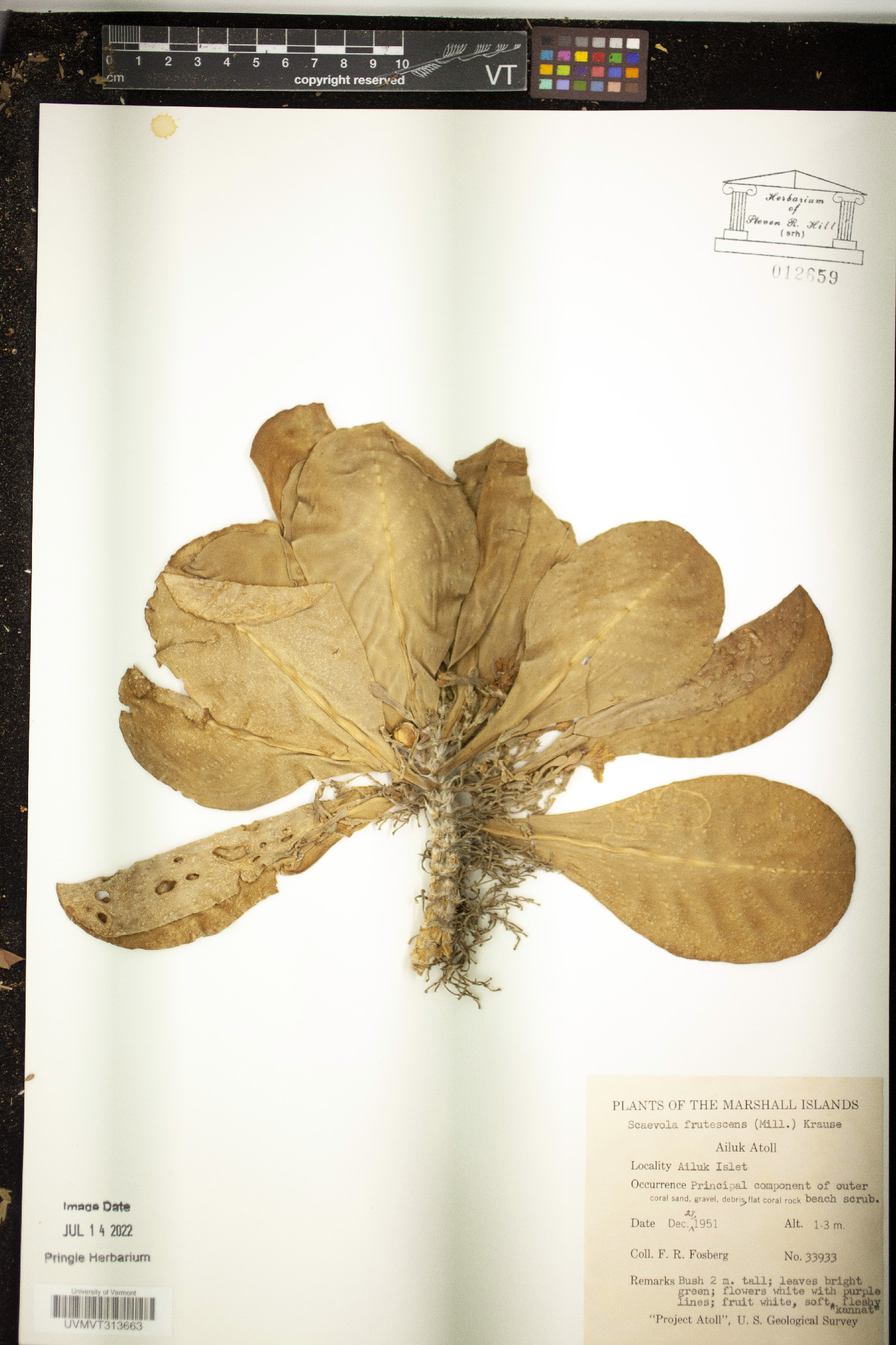 Scaevola frutescens image