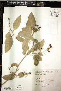 Banara arguta image