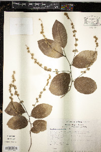 Homalium racemosum image