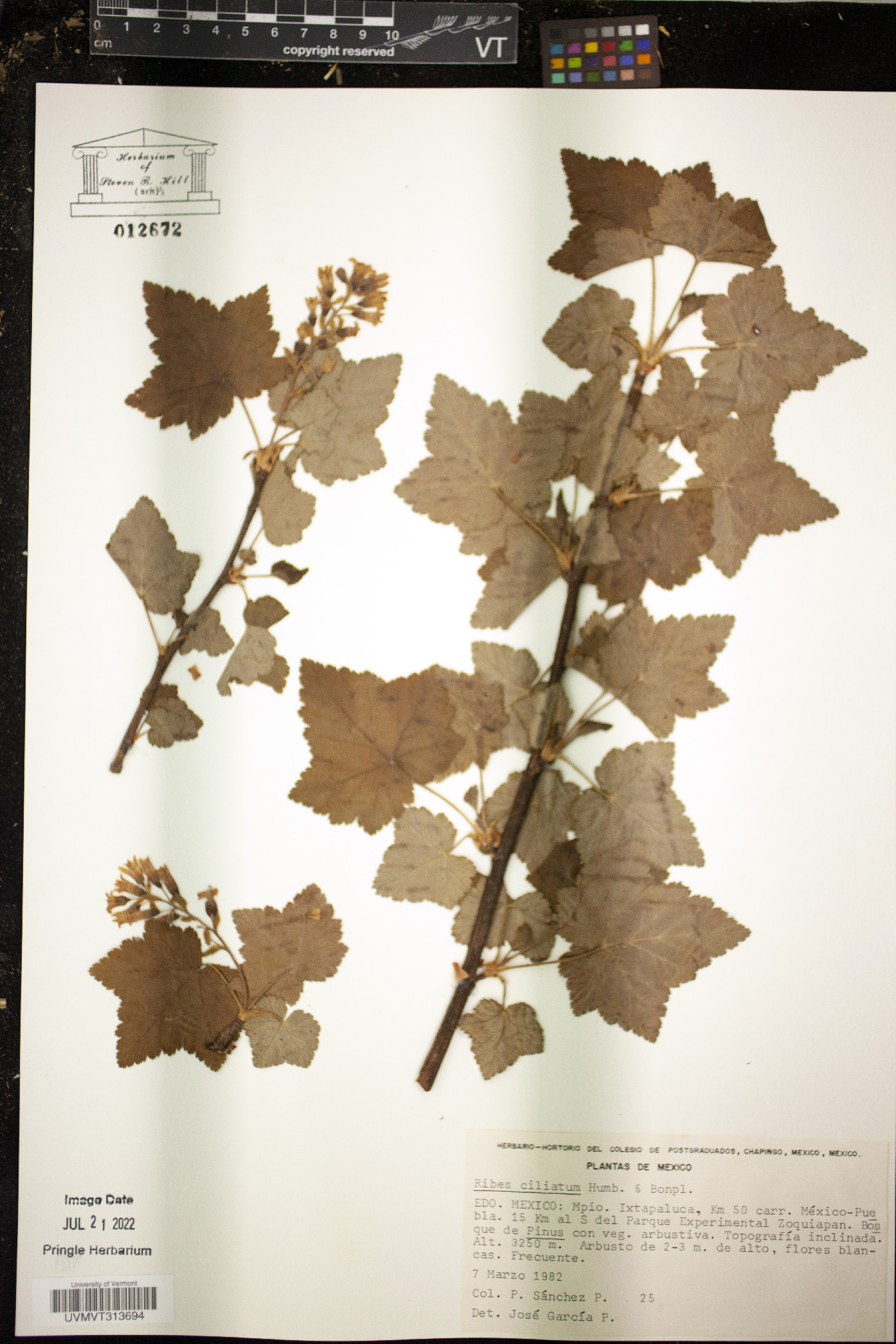 Ribes ciliatum image