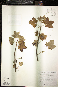Ribes glandulosum image