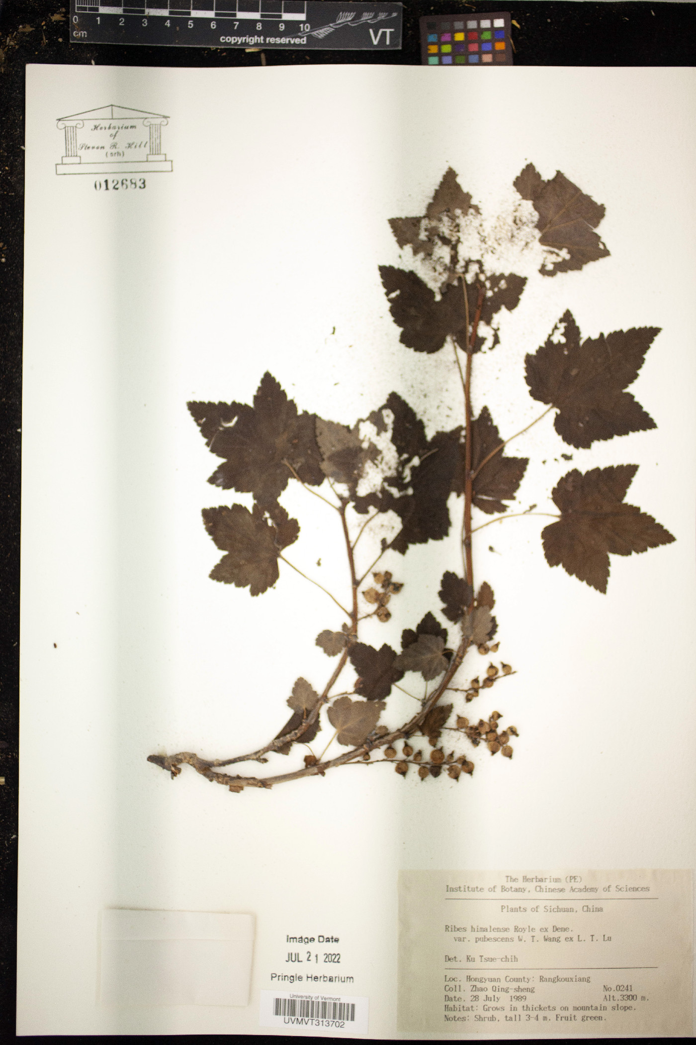 Ribes himalense image