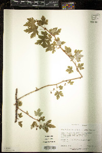 Ribes lacustre image