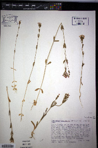 Centaurium floribundum image