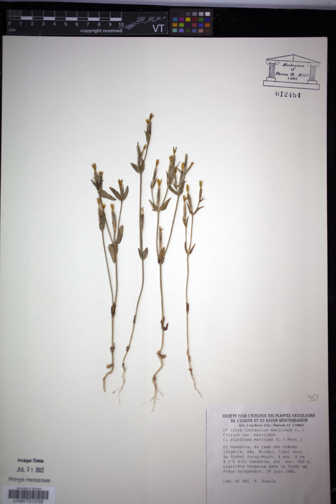 Centaurium maritimum image