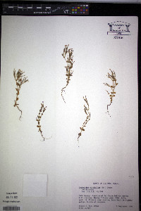 Centaurium pulchellum image