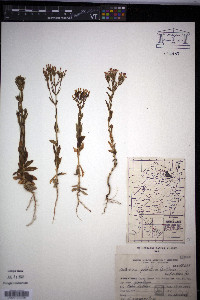 Centaurium pulchellum image
