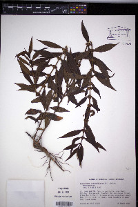 Enicostema verticillatum image