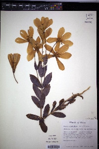 Eustoma grandiflorum image