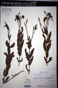 Eustoma grandiflorum image