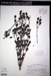 Frasera carolinensis image