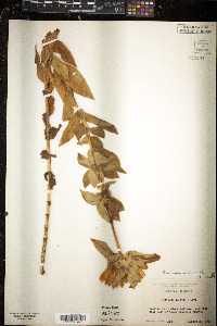 Gentiana flavida image