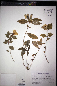 Gentiana catesbaei image