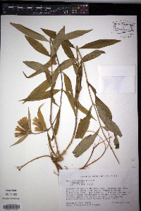 Gentiana decora image