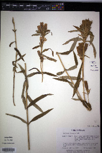 Gentiana linearis image