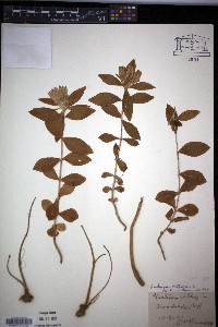 Gentiana villosa image