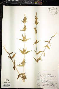 Gentianella amarella image