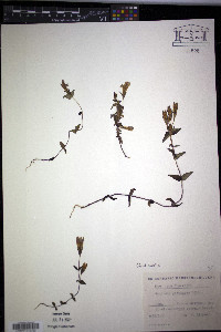 Gentianella germanica image