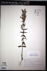 Gentianella germanica image
