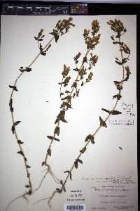 Gentianella quinquefolia image