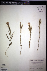 Gentianopsis ciliata image