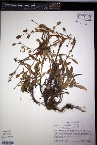 Halenia rhyacophila image