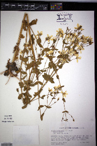 Sabatia angularis image