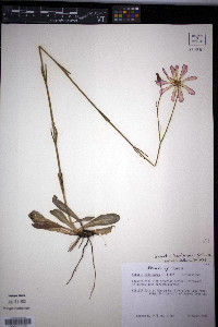 Sabatia bartramii image
