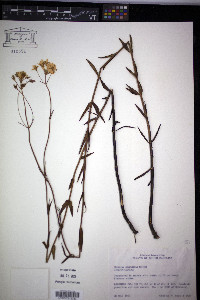 Sabatia brachiata image