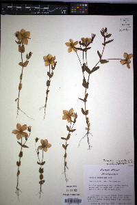 Sabatia campestris image