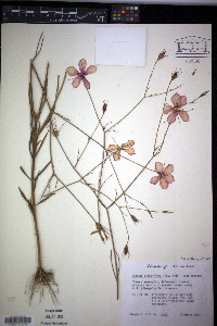 Sabatia grandiflora image