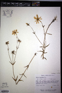 Sabatia kennedyana image