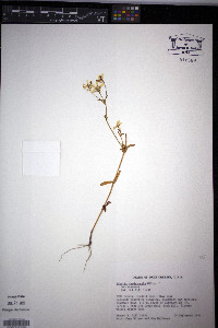 Sabatia quadrangula image